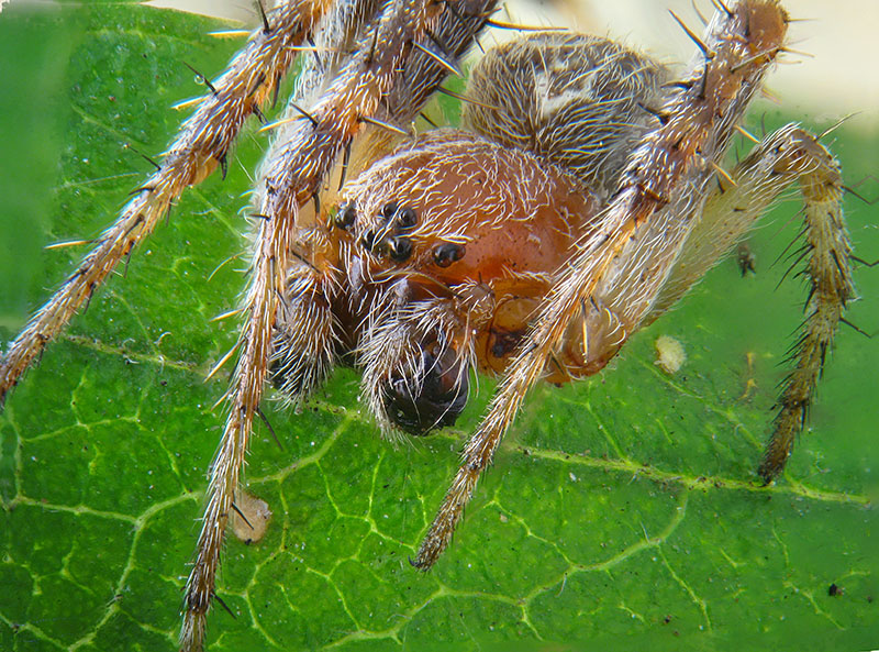 Maschietto di  Larinioides sp. - Bardello (VA)